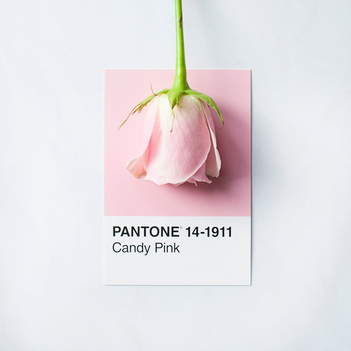 pink rose flower