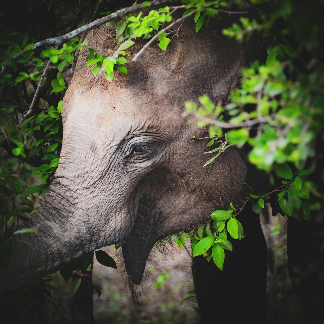 Young elephant peeking through green leaves