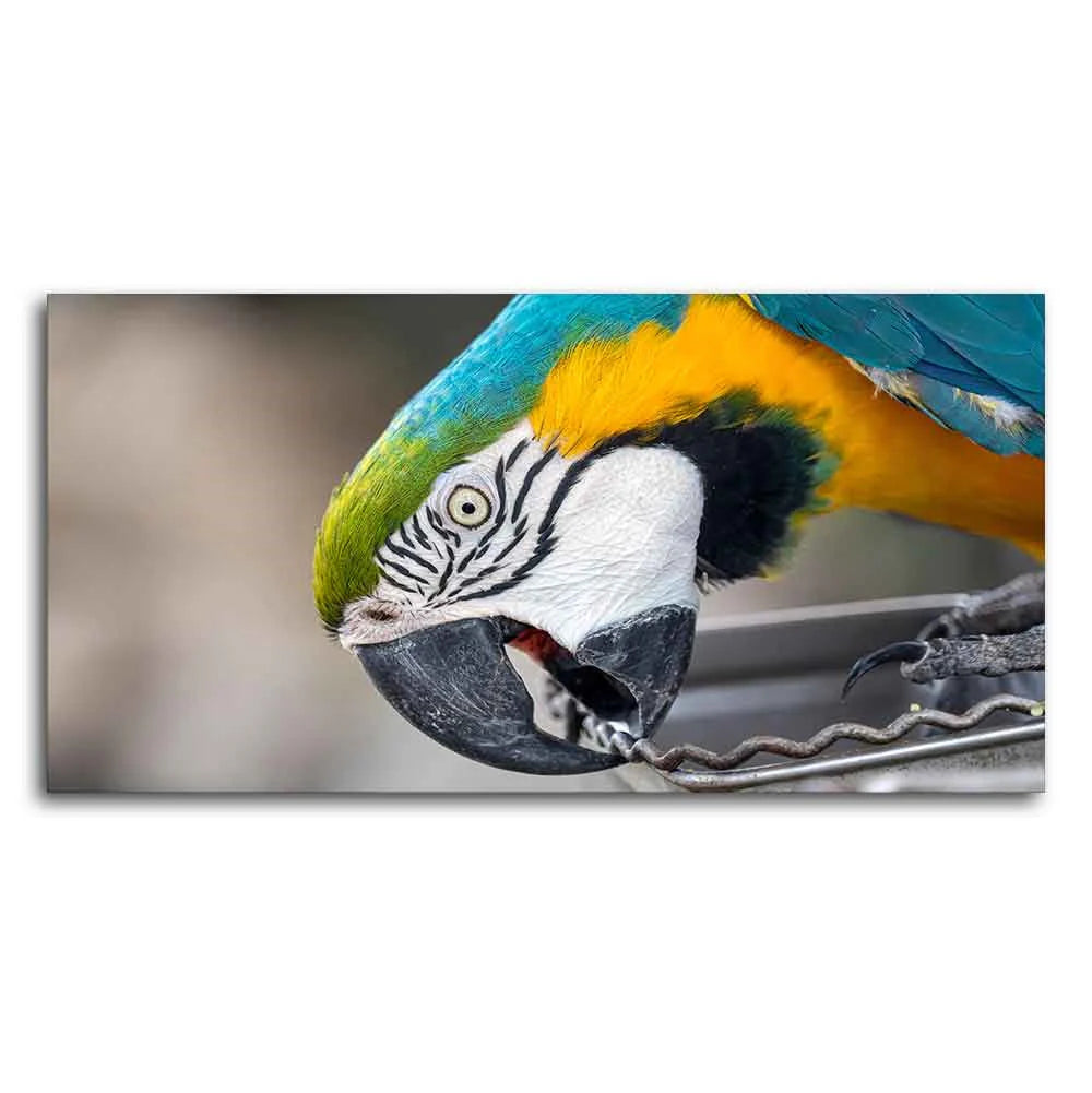 Beautiful Macaw Parrot Canvas Wall Painting Decor Mantra
