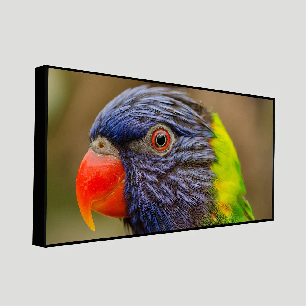 Colorful Parrot Premium Wall Painting DECORMANTRA