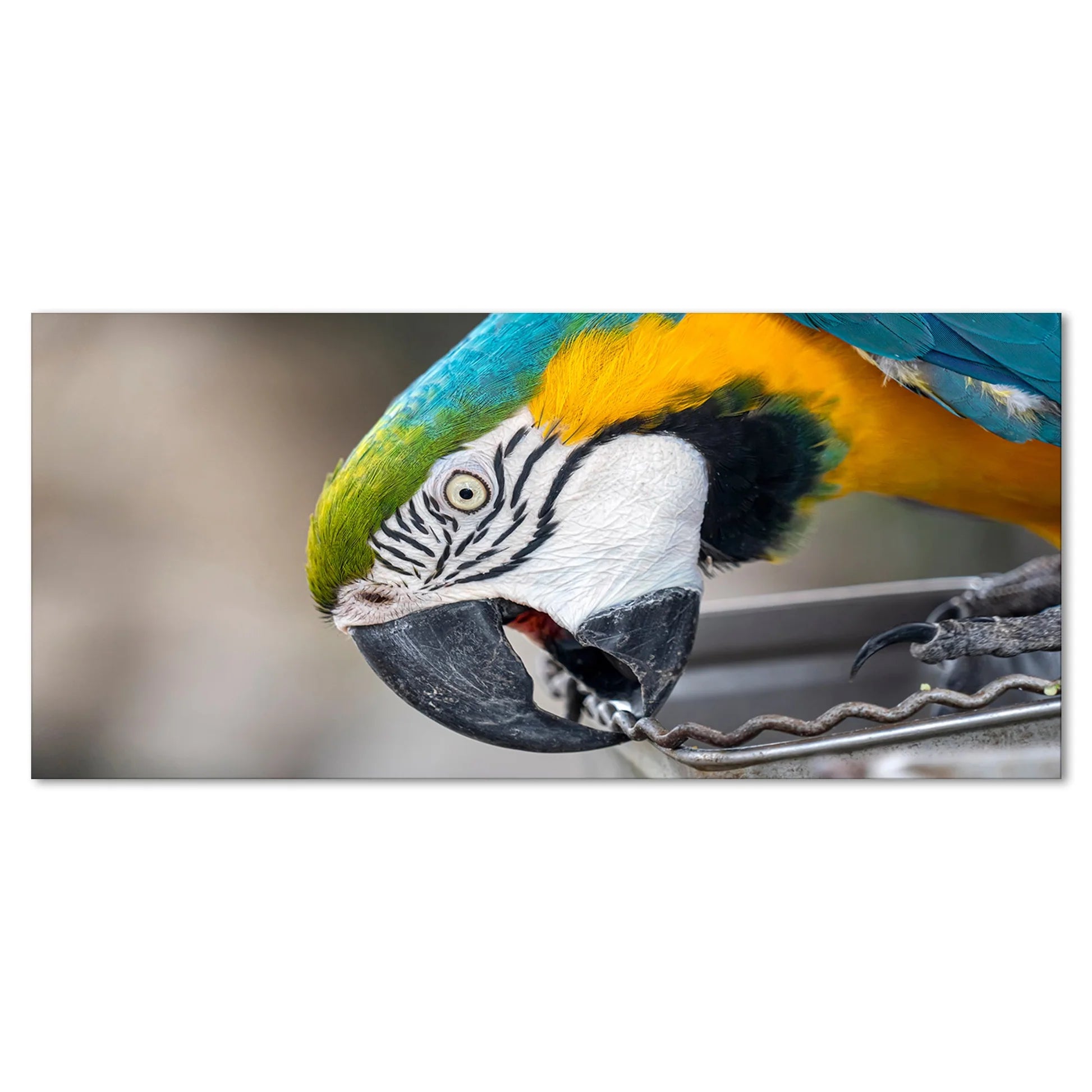 Macaw Parrot Premium Canvas Wall Painting Decor Mantra