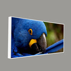 Premium Wall Painting of Blue Mascaw Parrot DECORMANTRA