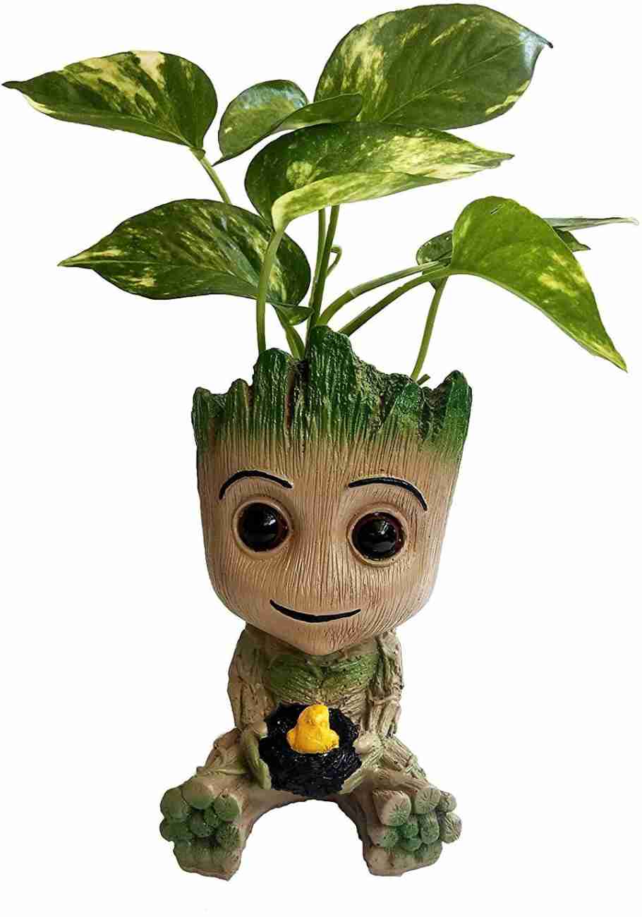 Green Syngonium Live Indoor Plant in Cute Groot Resin Pot